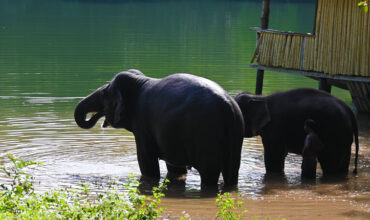 Exploring Kottur Elephant Rehabilitation Centre: A Detailed Guide