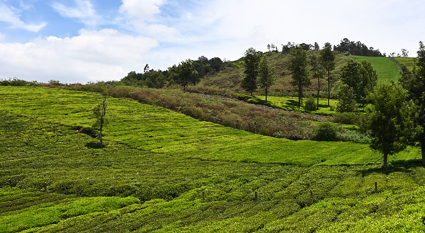 Munnar sightseeing trips