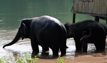 Visit Elephant Rehabilitation Centre, Kottur, Trivandrum