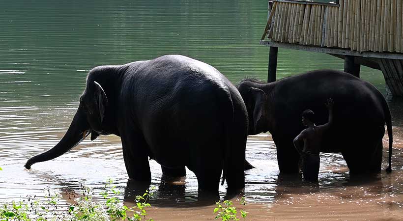 Visit Elephant Rehabilitation Centre, Kottur, Trivandrum