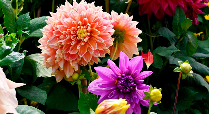 Ooty Flower Show 2025: A Must-Visit Event for Nature Lovers