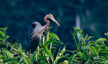 Birdwatching Tour in Kumarakom on a Shikara Boat