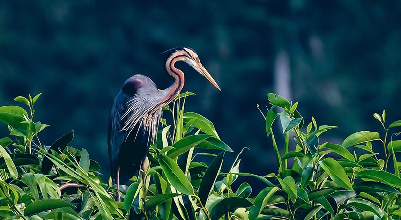 Birdwatching Tour in Kumarakom on a Shikara Boat