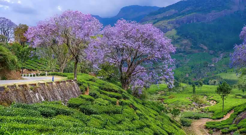 Munnar Sightseeing Trip